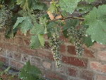 DSC00488.JPG