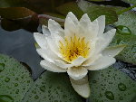 Nymphea pygmea GP.JPG
