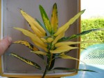 Plante 1 - n'a pas fleuri