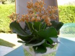 Plante 2 - a fleuri des petits bouquets de toutes petites fleurs jaunes