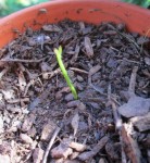 le deuxieme qui se porte bien :mrgreen: