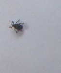 voici la bestiole en question