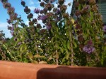 P1160178PT.jpg