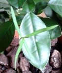Photo-0006.jpg