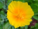 Fleur jaune