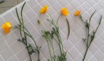 Petites fleurs jaunes.jpg