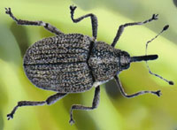 charancon_tige_colza_ballan_02.jpg