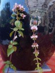 P1160183PT2.jpg