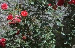 Rosier 01.jpg
