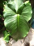 arum2.jpg