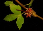 Gymnosporangium_clavipes_with_aecia_on_Crataegus_branch (Copier).jpg