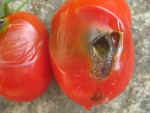 600_tomate_389.jpg