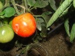 DSC02139.JPG