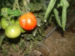 DSC02136.JPG