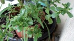 plante sauvage 2.JPG