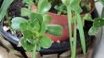 plante sauvage 3.JPG