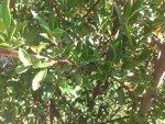 DSC_0803.JPG
