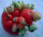 Tomate recto2.JPG