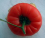 Tomate verso2.JPG