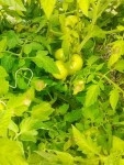 IMG_20130817_182356.jpg