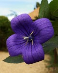 IMG_1948_D web.jpg