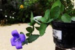 IMG_1950_D web.jpg