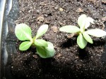 adenium