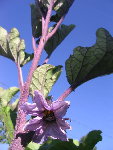 IMG_2924.JPG