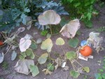 20130818_204820.jpg