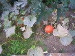 20130818_204832.jpg
