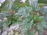 20130818_204846.jpg
