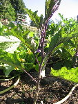 IMG_2925.JPG