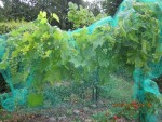 bientôt les vendanges.jpg