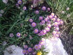 erigeron