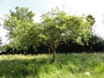 photo de l'arbre avant travaux maison