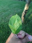 feuille 2
