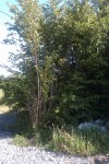 IMAG00881.jpg