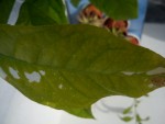 DSC00407.JPG