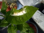 DSC00408.JPG