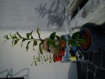 DSC00409.JPG