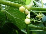 Les petits fruits en formation sont &quot;adorables&quot; ... à peine 1 cm de long pour ceux-ci. Ils pullulent mais tous n'arriveront pas à terme.