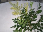Fleurs .JPG