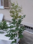 Branche .JPG