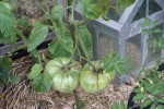 brandywine sudduch's strain