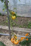 coeur de boeuf orange