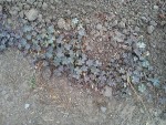 DSC00335.jpg