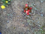 DSC00336.jpg