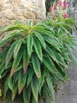 plante inconnue de saint Malo