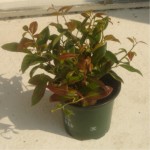 newlidlplant26-8-13.jpg