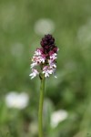 orchis ou orchidée.jpg